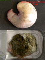 lapin : photo du contenu de l'estomac à  22 jours
