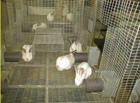 Parc collectif pour 4 lapines reproductrices