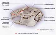 Crâne du lapin et canal lacrimal