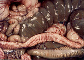 Lesion intestinale par Eimeria intestinalis vchez le Lapin