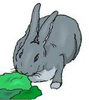 lapin rabbit manger 152 x 171 pixels