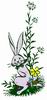 lapin Fleur - Rabbit Flower