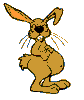 Lapin rabbit Reproduction & Love 196 x 233 pixels