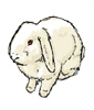 lapin rabbit 361 x 625 pixels