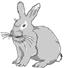 lapin rabbit 144 x 154 pixels