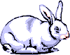 lapin rabbit 466 x 365 pixels