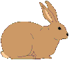 lapin rabbit 323 x 277 pixels