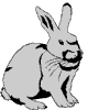 lapin rabbit 195 x 216 pixels