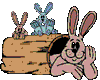 lapin rabbit 250 x 201 pixels