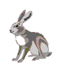 lapin rabbit 159 x 182 pixels