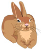 lapin rabbit 252 x 300 pixels