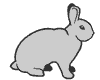 lapin rabbit 200 x 160 pixels