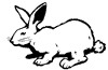 lapin rabbit 420 x 275 pixels