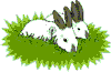 lapin rabbit 150 x 197 pixels