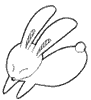 lapin rabbit 150 x 164 pixels