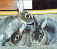 Trio de lapins Rex - 3 Rex rabbits