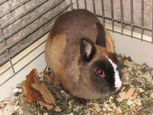 Lapin nain - Dwarf rabbit