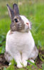 lapin sur prairie - rabbit in the meadow