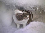 Un lapin en Hiver - Winter rabbit