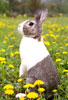 lapin sur prairie - rabbit in the meadow