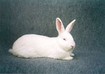  Mâle NéoZélandais Blanc - NZW rabbit male