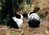 Duo de lapins - rabbit's duo