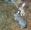 Lapins - Duo devant le foin - rabbit