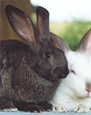Duo de lapins - rabbit duo