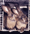 Duo de lapins  Gris du Bourbonais- rabbit duo