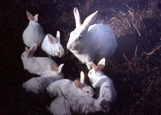 Famille de lapins - rabit's familly
