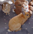 Lapins d'intérieur - Pet rabbits