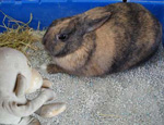 lapin d'intérieur - pet rabbit