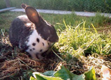 Lapin avec fourrage - rabbit & forage