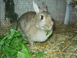 Lapin avec fourrage - rabbit & forage
