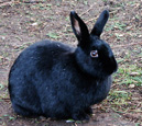 lapin noir dans son parc - black rabbit
