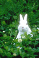 lapins sur prairie - rabbit in the meadow
