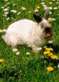 lapins sur prairie - rabbit in the meadow