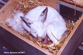Lapine en train de mettre bas - Rabbit doe during parturition