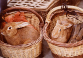 panier de lapin -  rabbit basket