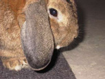 tête de lapin - rabbit's head