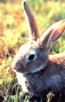 tête de lapin - rabbit's head