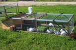 élevage de lapins en cages mobiles sur prairie