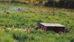 élevage de lapins en enclos