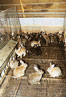 élevage lapins en parcs - partie intérieure