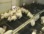 élevage lapins en parcs  - partie intérieure