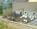 élevage lapins en parcs -partie extérieure