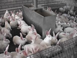 élevage lapins en parcs  intérieurs