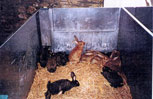 élevage lapins en parcs  intérieurs