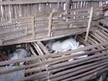 Cage à  lapin - élevage tropical
