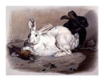 Deux lapins : un blanc et un noir